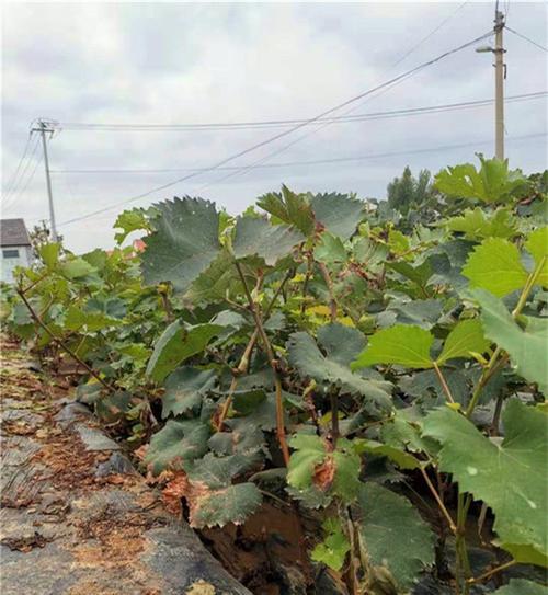 乒乓球葡萄种植技术的培育和管理（提高产量和品质的关键技巧）