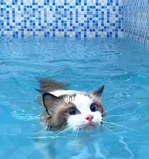 探索猫游泳的秘密——如何培养猫咪的游泳技巧（让猫咪成为优秀游泳者的技巧和方法）