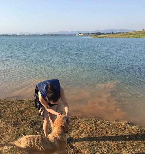 泰迪学游泳换气技巧（为宠物泰迪提供安全的游泳环境与技巧）